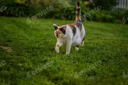 Preview: Calico cat walking in the grass in the backyard