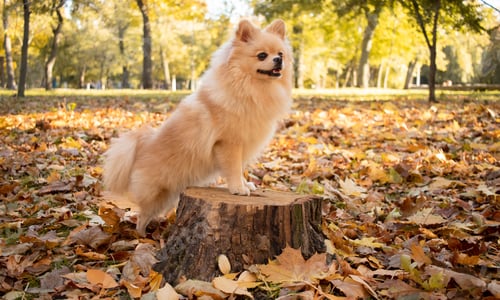 Preview: Pomeranian dog stands on a stump against the background of autumn leaves.
