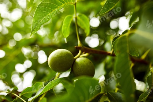 Preview: Walnuts ready to harvest from tree, Green leaves background