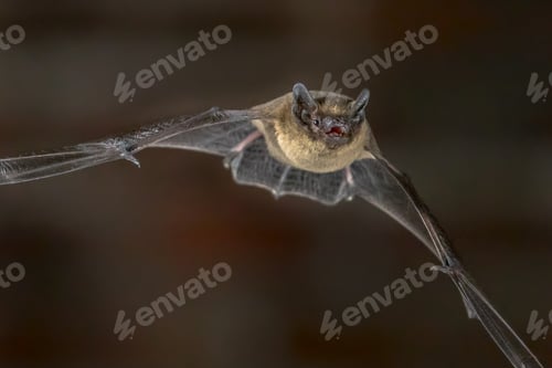 Preview: Close up of Flying Pipistrelle bat