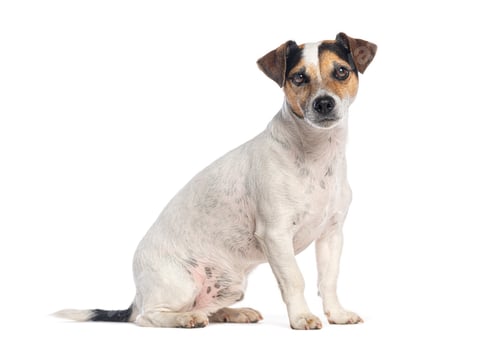 Preview: Jack russell terrier dog sitting looking at camera