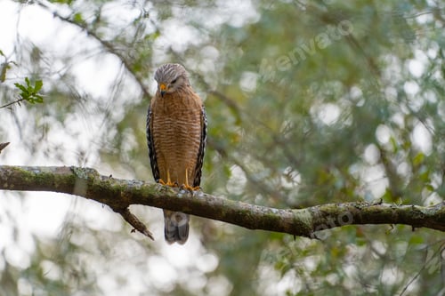 Preview: The red-shouldered hawk bird perching on a tree branch looking for prey to hunt in summer forest