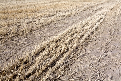 Preview: Harvested Wheat Field, Palouse, Washington