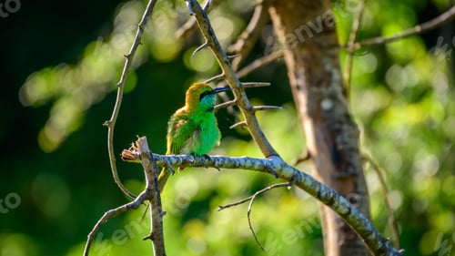 Preview: Beautiful bee-eater bird sunning in the warm of the evening sun.