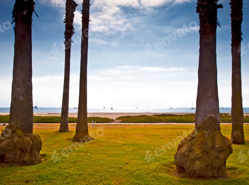 Preview: Palm Trees on Beach Lawn