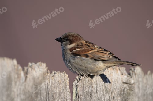 Preview: Small House sparrow perched atop a weathered wooden fence post with a blurred background
