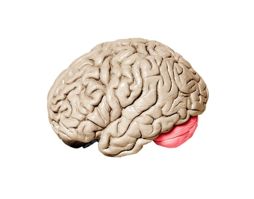 Preview: Human brain model