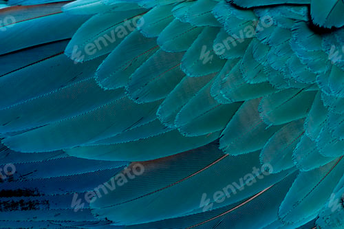 Preview: Close-up of Blue-and-yellow Macaw's feathers, Ara ararauna