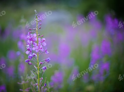 Preview: Blooming sally flower