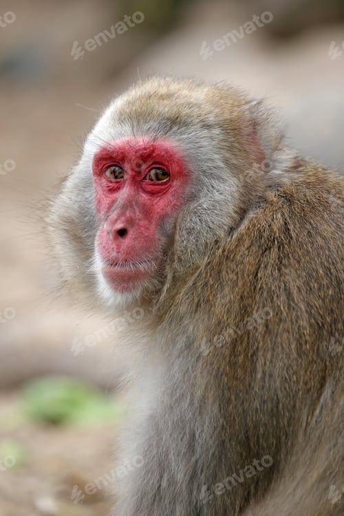 Preview: Japanese Macaque