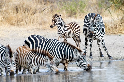 Preview: Herd of wild zebra drinking at water hole