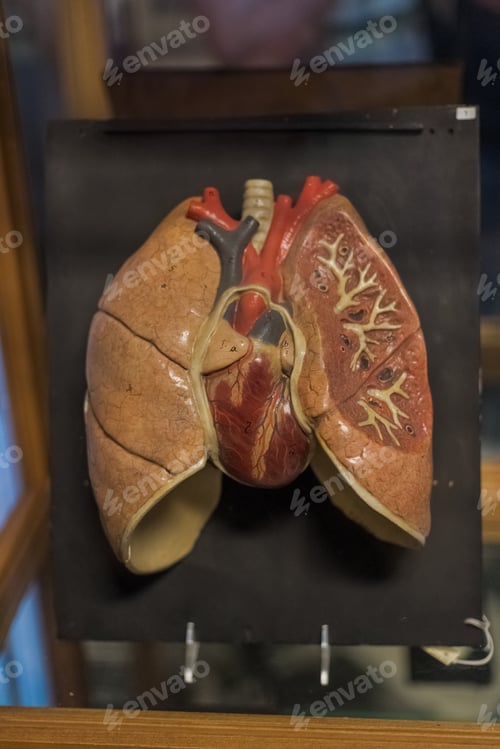 Preview: Human Lungs And Heart