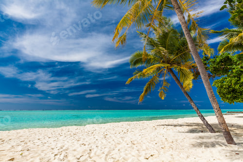 Preview: Tropical beach in Maldives with palm trees and vibrant lagoon