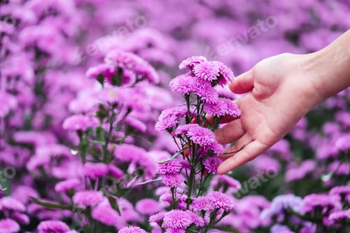 Preview: Closeup image of a woman's hand touching on beautiful Margaret flower in the field