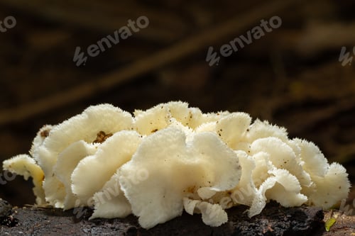 Preview: Small forest mushrooms, close-up image