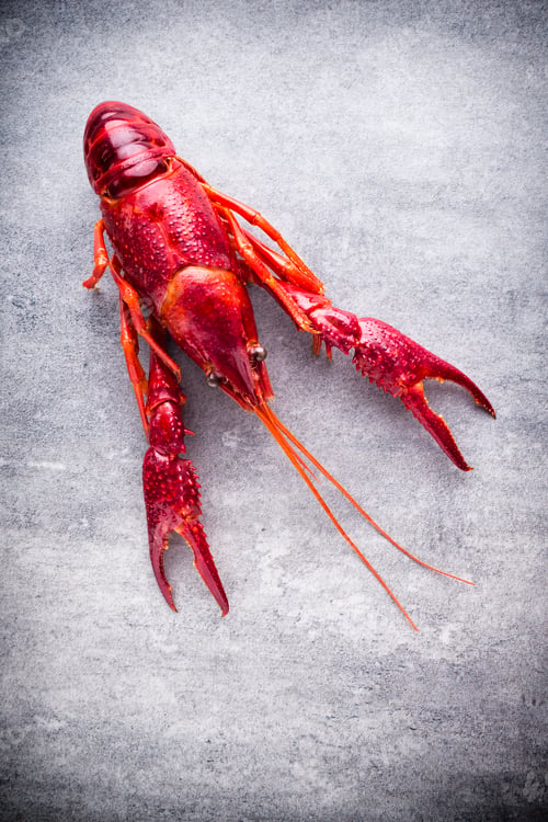 Preview: Crayfish.