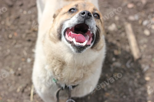 Preview: dog running with open mouth, white teeth and tongue visible in mouth, dog scaring concept
