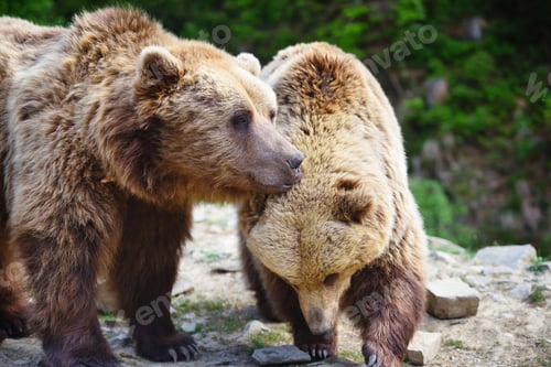 Preview: Two young brown bears in the summer forest