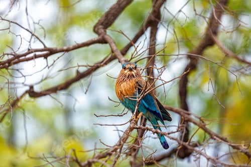 Preview: Indian Roller bird on a tree, India