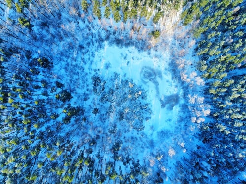 Preview: Drone shot of a winter forest