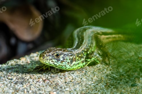 Preview: Close-up of a tiny green lizard on a shaded rock