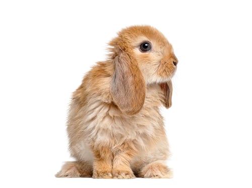 Preview: Adorable bunny rabbit looking right on white background