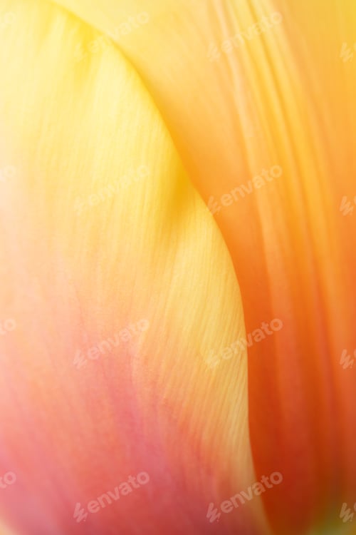 Preview: Natural Abstract Yellow-Orange Gradient with Smooth Lines.