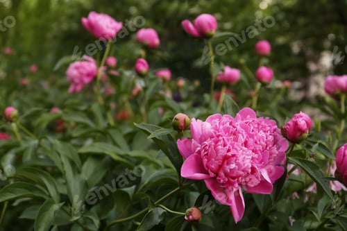 Preview: Beautiful peony plants with pink flowers and buds outdoors. Space for text