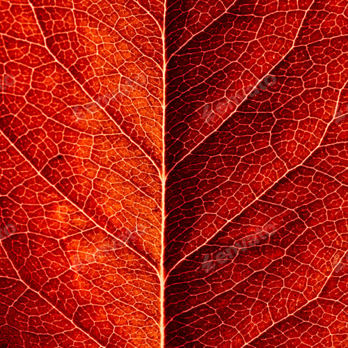 Preview: series of leaf textures in fresh colors