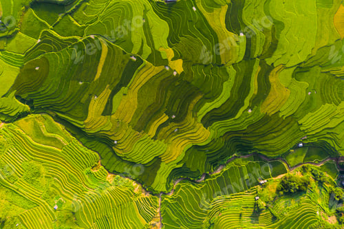 Preview: Paddy rice terraces, green agricultural fields in countryside of mountain hills valley, Vietnam.