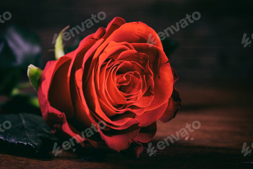Preview: Red rose close up on dark background