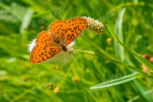 Preview: Hydaspe Fritillary (Speyeria hydaspe) butterfly, Yosemite National Park, California
