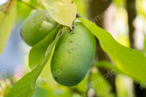 Preview: Beautiful juicy asimina fruit growing on a tree