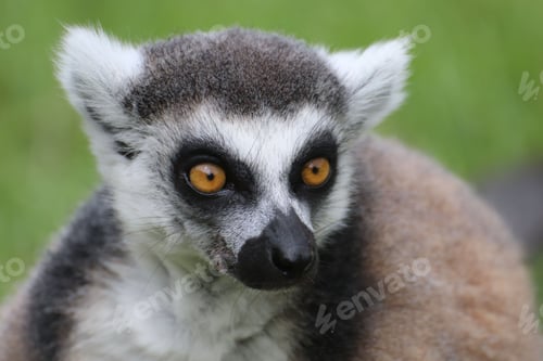 Preview: Closeup shot of a ring-tailed lemur (Lemur catta)