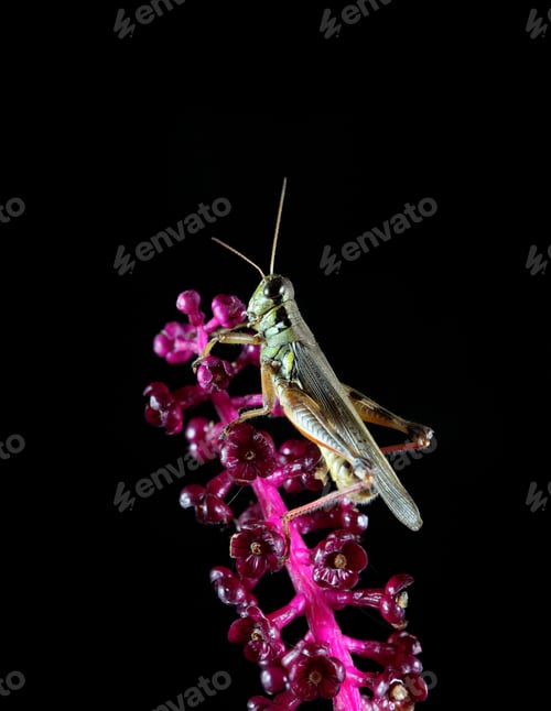 Vorschau: Grashüpfer