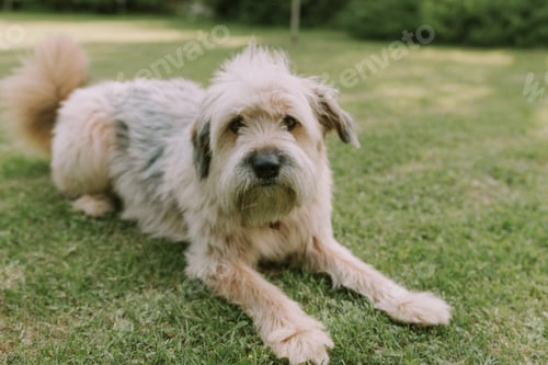 Preview: Cute furry dog in the garden