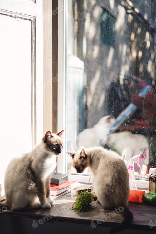 Preview: Two Siamese cats sitting near the window