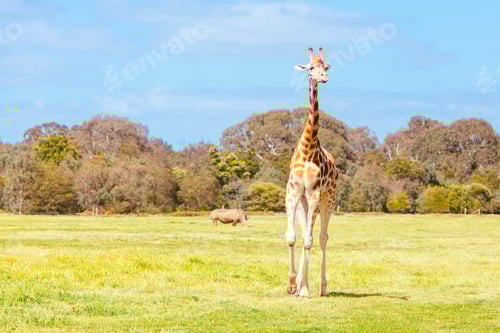 Preview: Giraffes in a Zoo in Australia