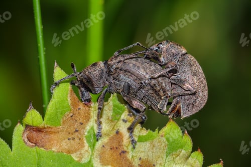 Preview: Amazing view of beetles on green leaf.