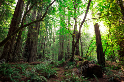 Preview: Views In The Redwood Forest At Redwoods National And State Parks In California
