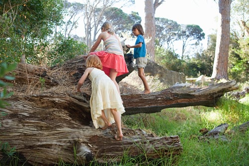 Preview: Children climbing over tree trunk