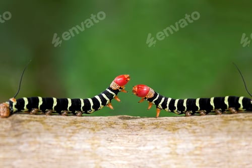 Preview: Caterpillar Duel