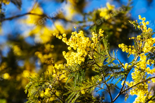 Preview: Golden Wattle in Melbourne Australia