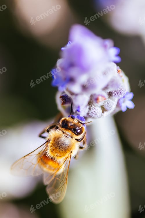 Preview: Bee in Lavender in Australia