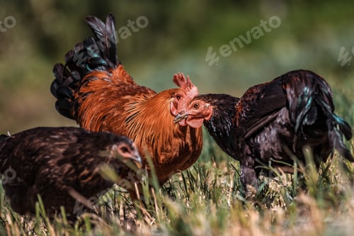 Preview: Chicken Hen Cock Flightless Birds Domestic Grazing Hunting Farm Kenya East Africa