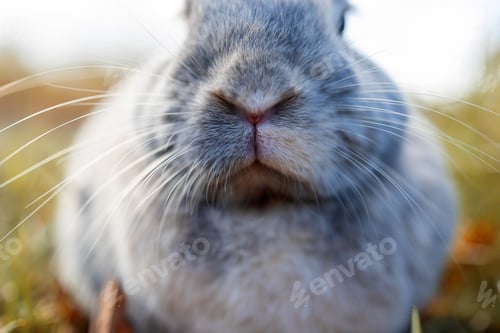 Preview: Adult grey Bunny Rabbit Sitting Alert in autumn Forest Preserve, Narrow Depth of Field, Soft Focus,