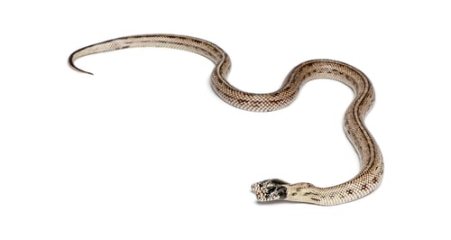 Preview: two headed eastern kingsnake, Lampropeltis getula californiae, moving on white background