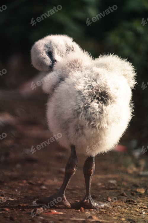 Preview: Cute flamingo chick baby bird