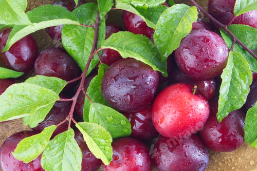 Preview: Fresh plums with leaves and water drops, macro photo. Texture background of fresh red plums.