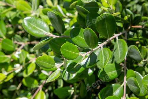 Preview: Boxwood is the name given to shrubs from the Buxus genus of the boxwood (Buxaceae) family.